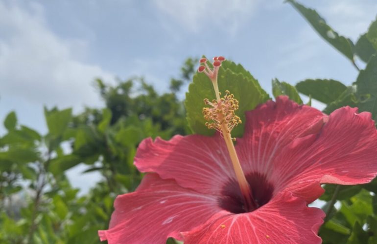 夏の風と香り