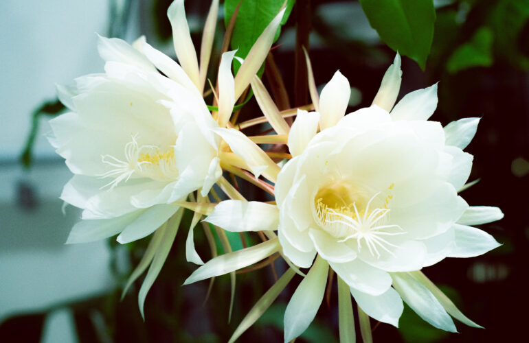 首里の香り Vol.20 世代をつむぐ、華麗な花