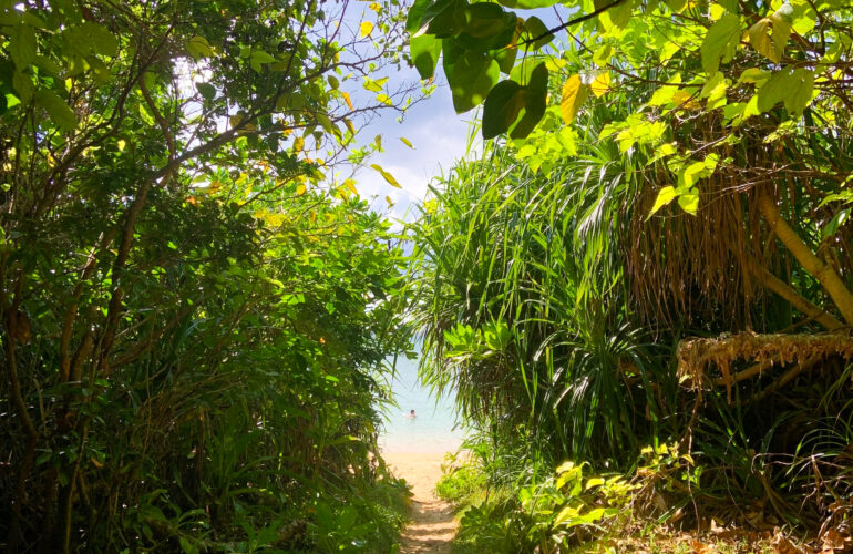 首里散歩 Vol.397 石垣島の緑