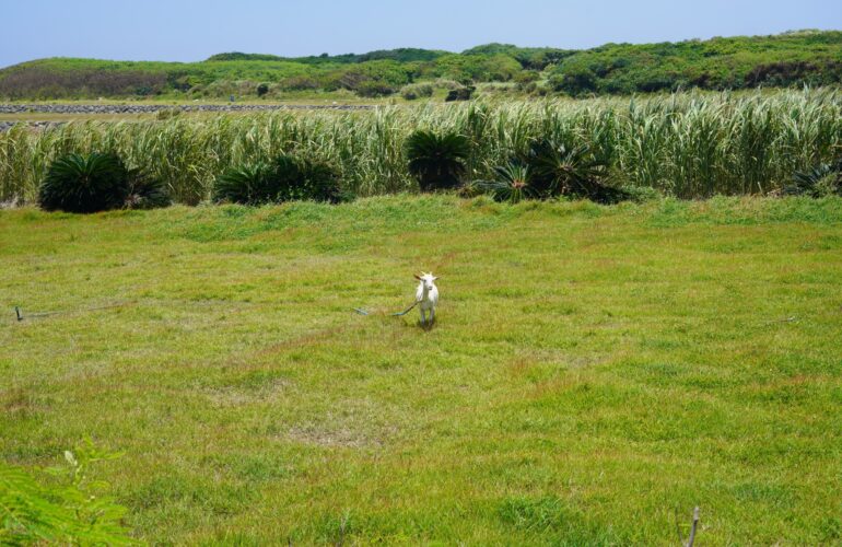 Vol.41 ウージ畑と守りぬし