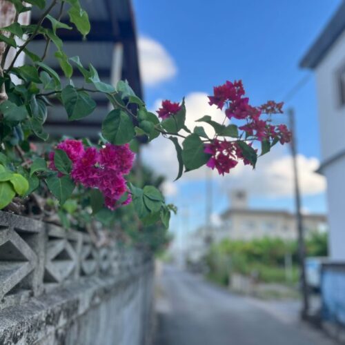 首里の香り Vol.39 おばぁと歩いたすーじぐゎ