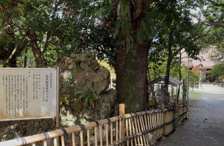 首里散歩 Vol.403 感性と巡り合わせ