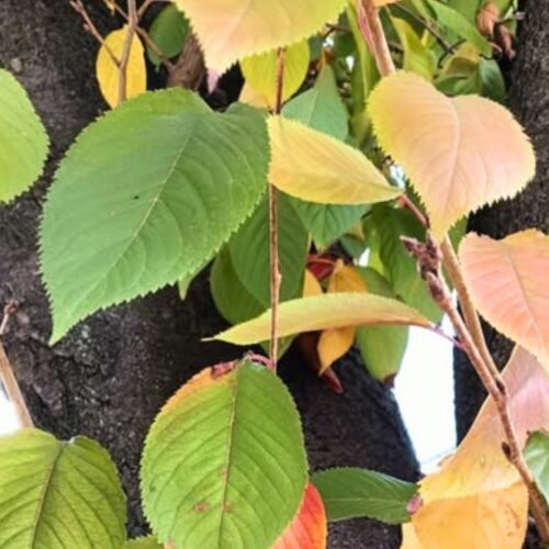 首里散歩 Vol.409 衣替え