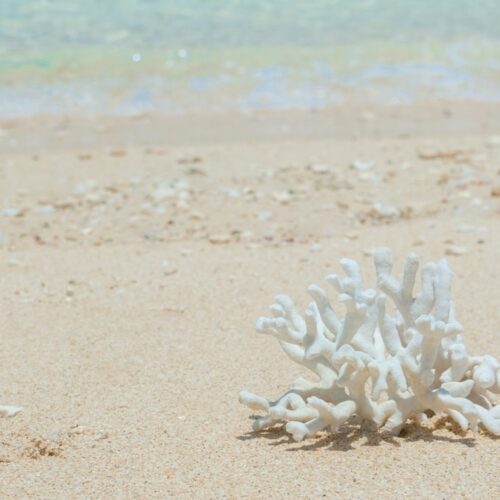 Vol.43 今のわたしに寄り添う、サンゴの恵み