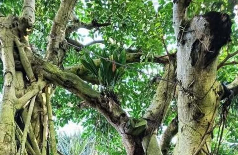 首里散歩 Vol.415 良薬 気に優し