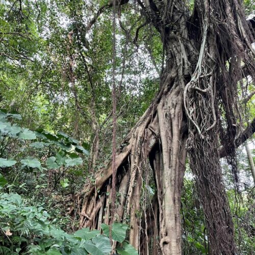 首里散歩 Vol.416 ガジュマルの気根