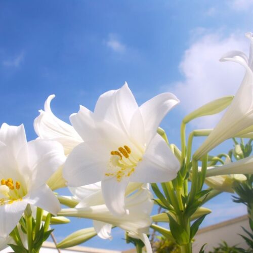 首里の香りVol.46 初夏になったら会いに来て