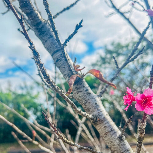 首里散歩 Vol.428 桜咲く一歩、見守るわたし