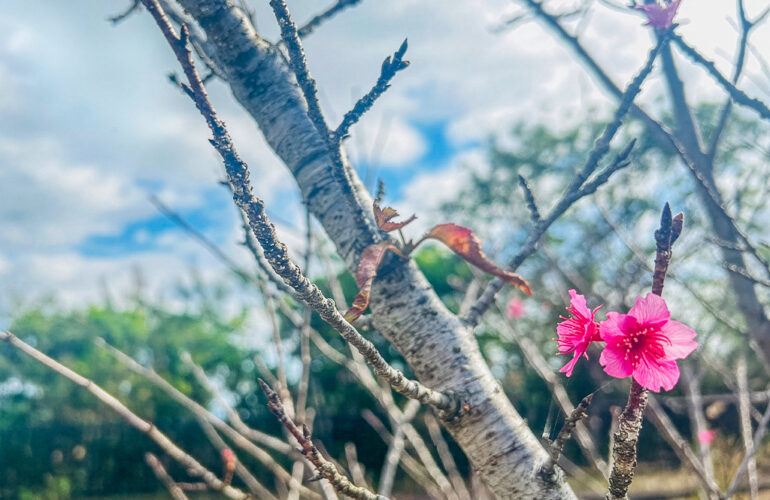 首里散歩 Vol.428 桜咲く一歩、見守るわたし