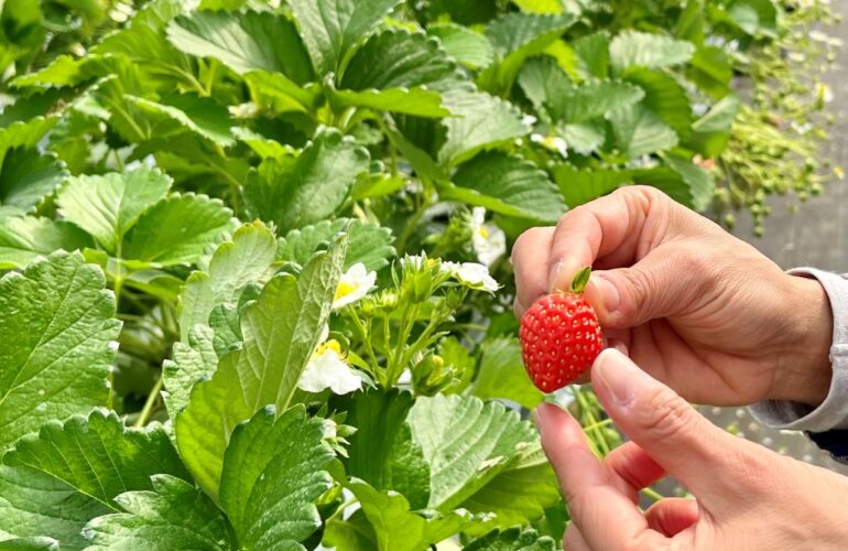 首里散歩 Vol.427 イチゴ狩りで春を待つ