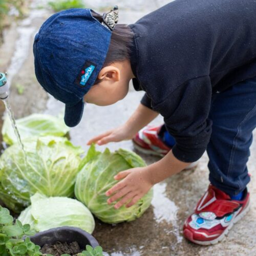 首里散歩 Vol.431 ぴっかぴかキャベツ