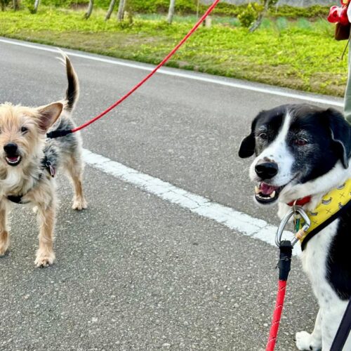 首里散歩 Vol.434 散歩の効果