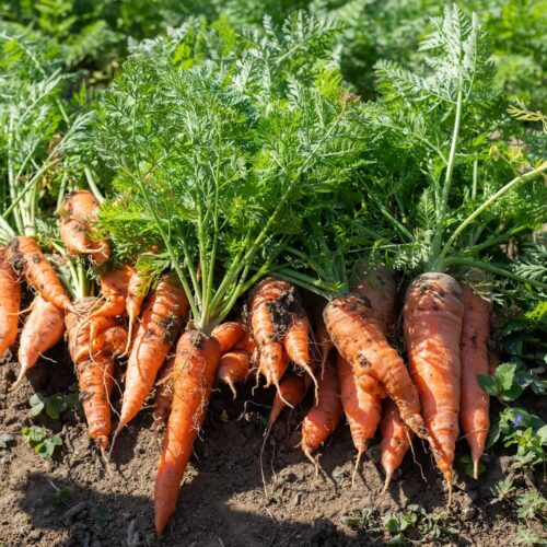 首里散歩 Vol.439 ニンジン嫌い