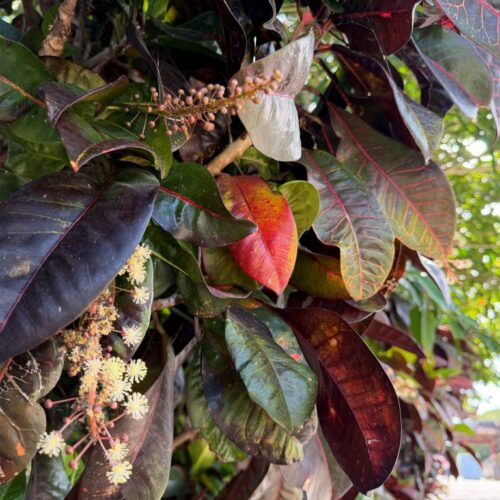 首里散歩 Vol.437 ありがとうありがとう