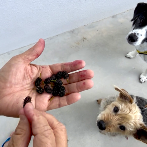 首里散歩 Vol.442 うりずんと桑の実