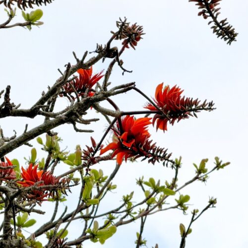 首里散歩 Vol.444 春の散歩