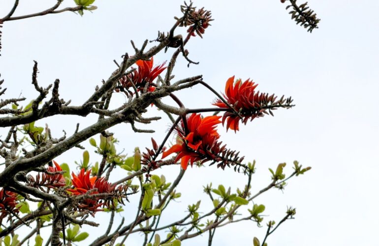 首里散歩 Vol.444 春の散歩