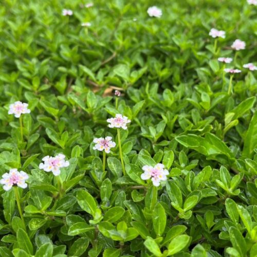 首里散歩 Vol.454 雨を楽しむ